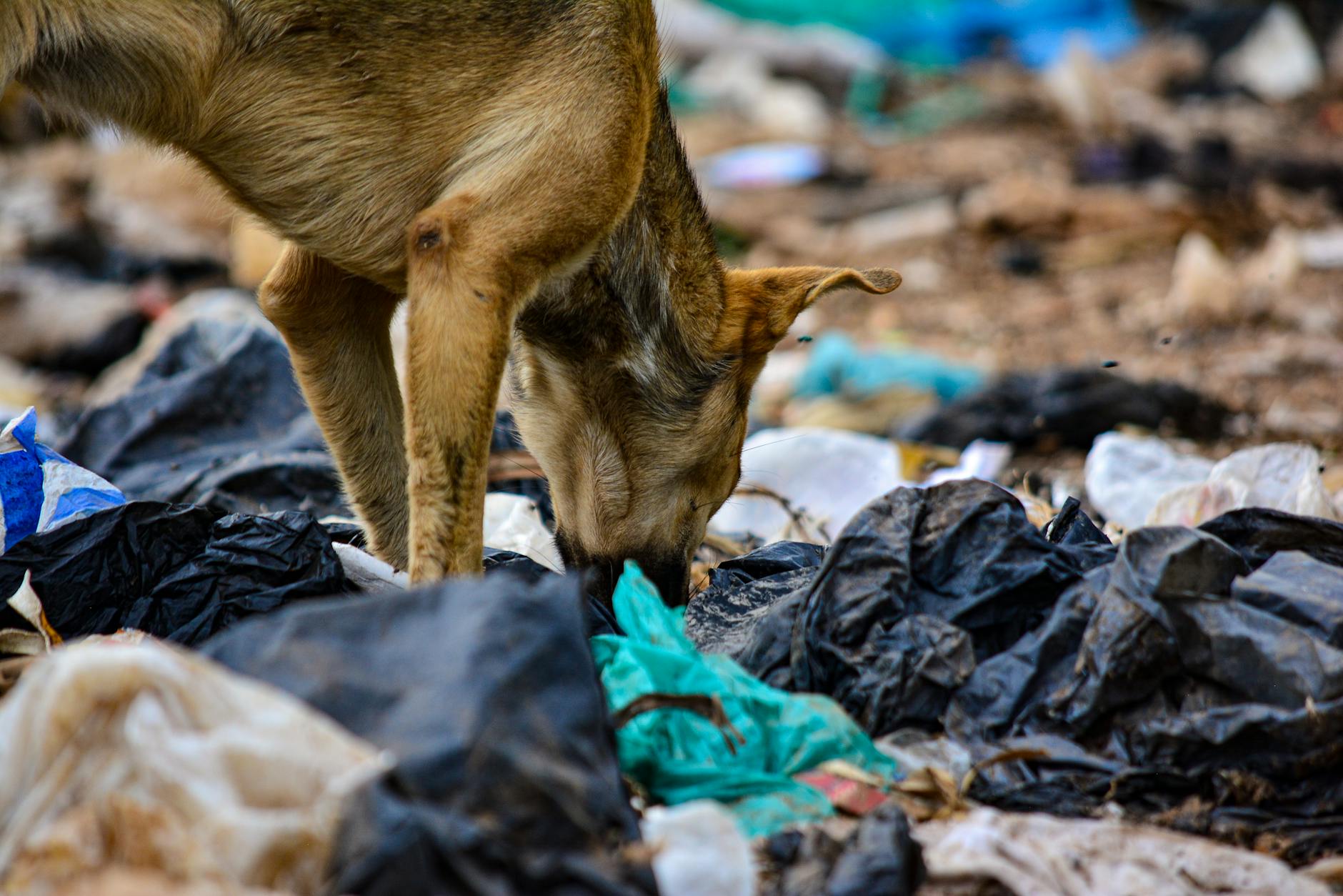 Osoba szukająca resztek jedzenia w stercie odpadów