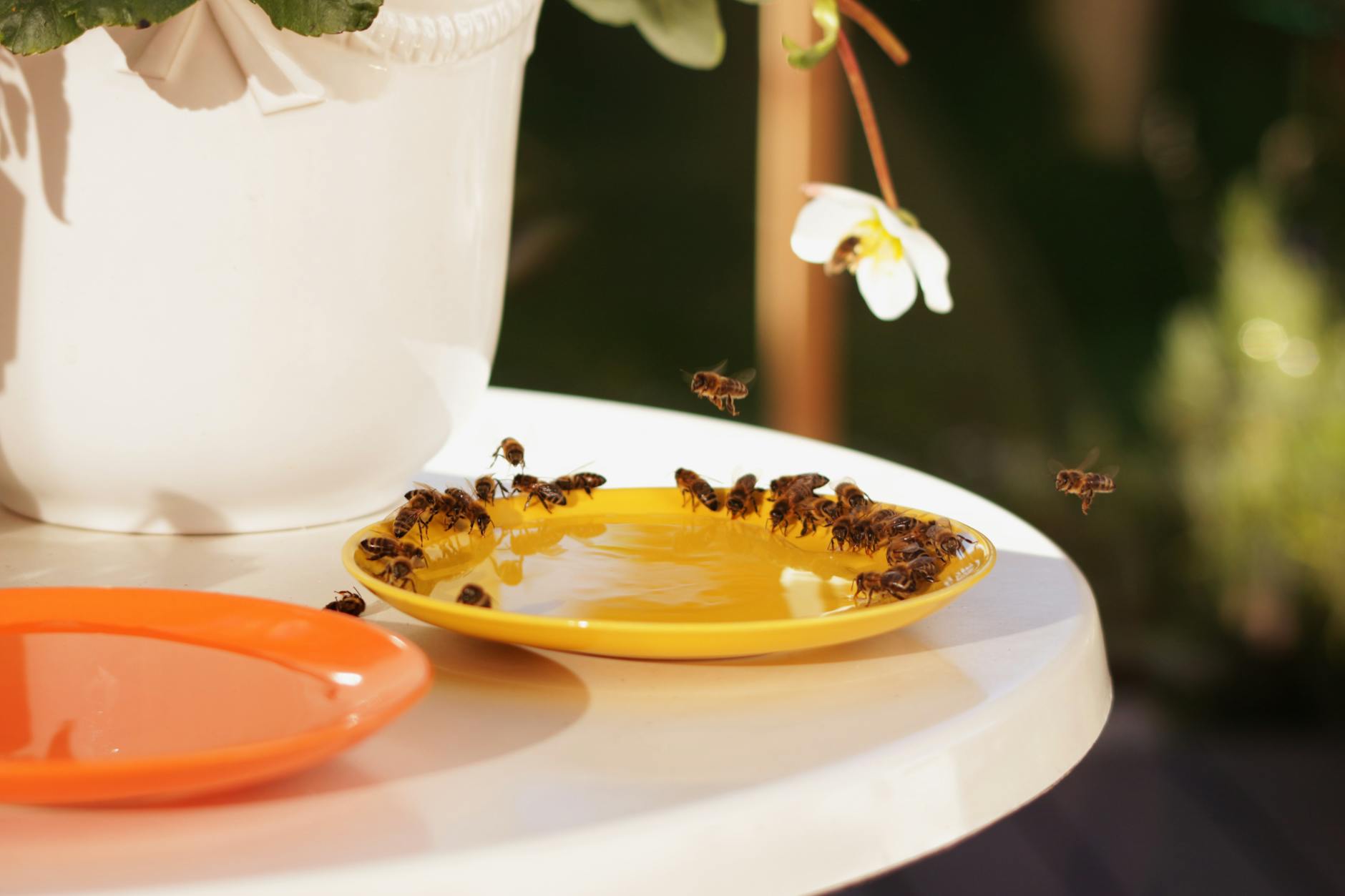 Jak zrobić miniogród dla zapylaczy na szkolnym patio Pszczoły miodne piją wodę z żółtego talerzyka na szkolnym patio