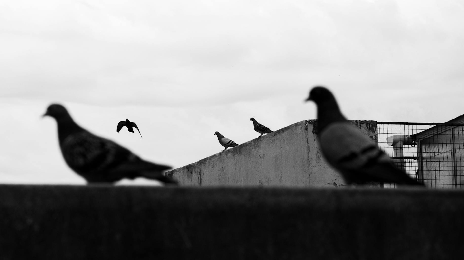 Gołębie na dachu w Buenos Aires jako przykład miejskich ptaków