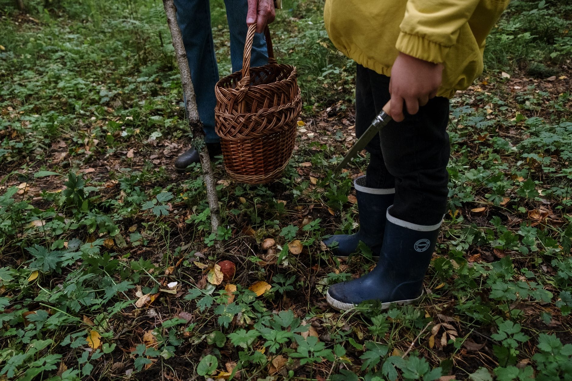 Rośliny jadalne w mieście: bezpieczne zasady i karty pracy Dwie osoby zbierają grzyby w zielonym lesie, koszyk i nóż w dłoniach